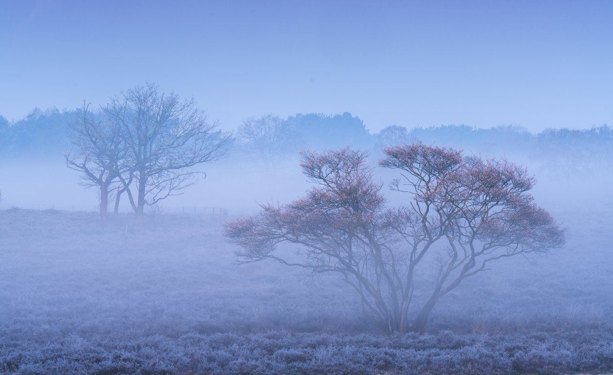 Albert Dros tweet media