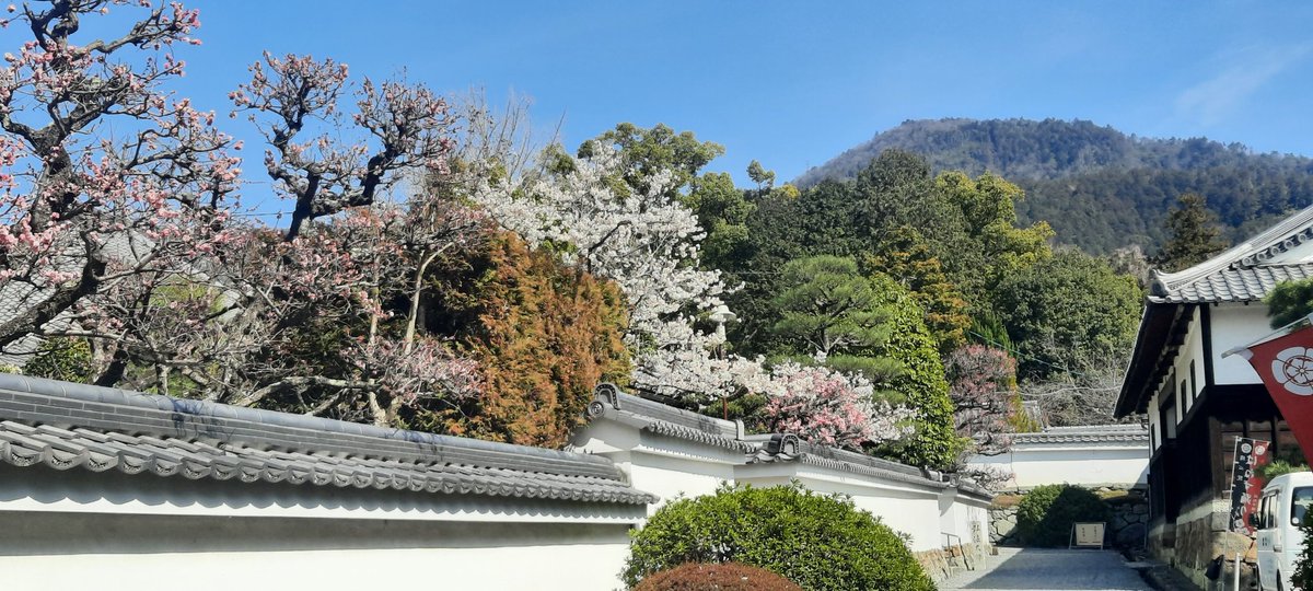 KansaiPhotos's tweet photo. Today was still a good day to see the plum blossoms at Zuishin-in Temple in Kyoto. https://t.co/PETgyCjXHg