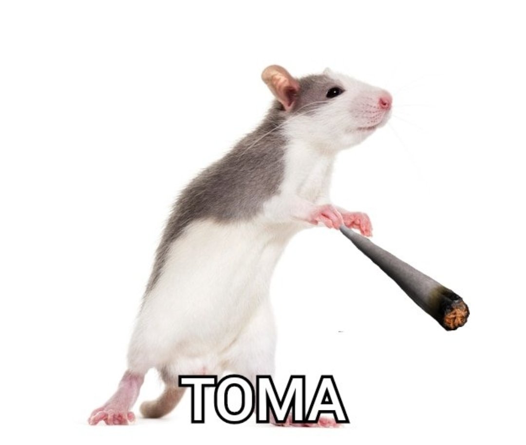 rata porro tweet media