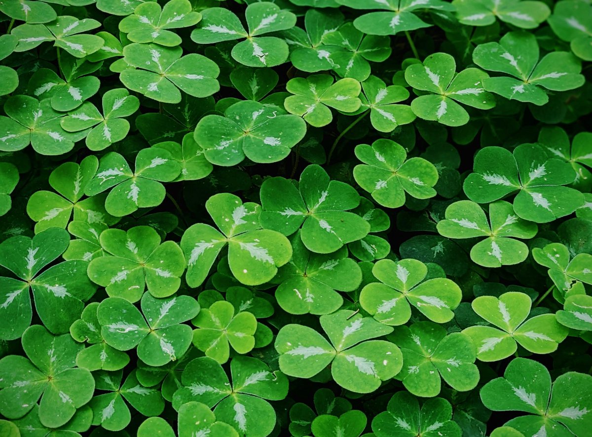 earthcurated's tweet image. Tuesday 17th March, St. Patrick’s Day.