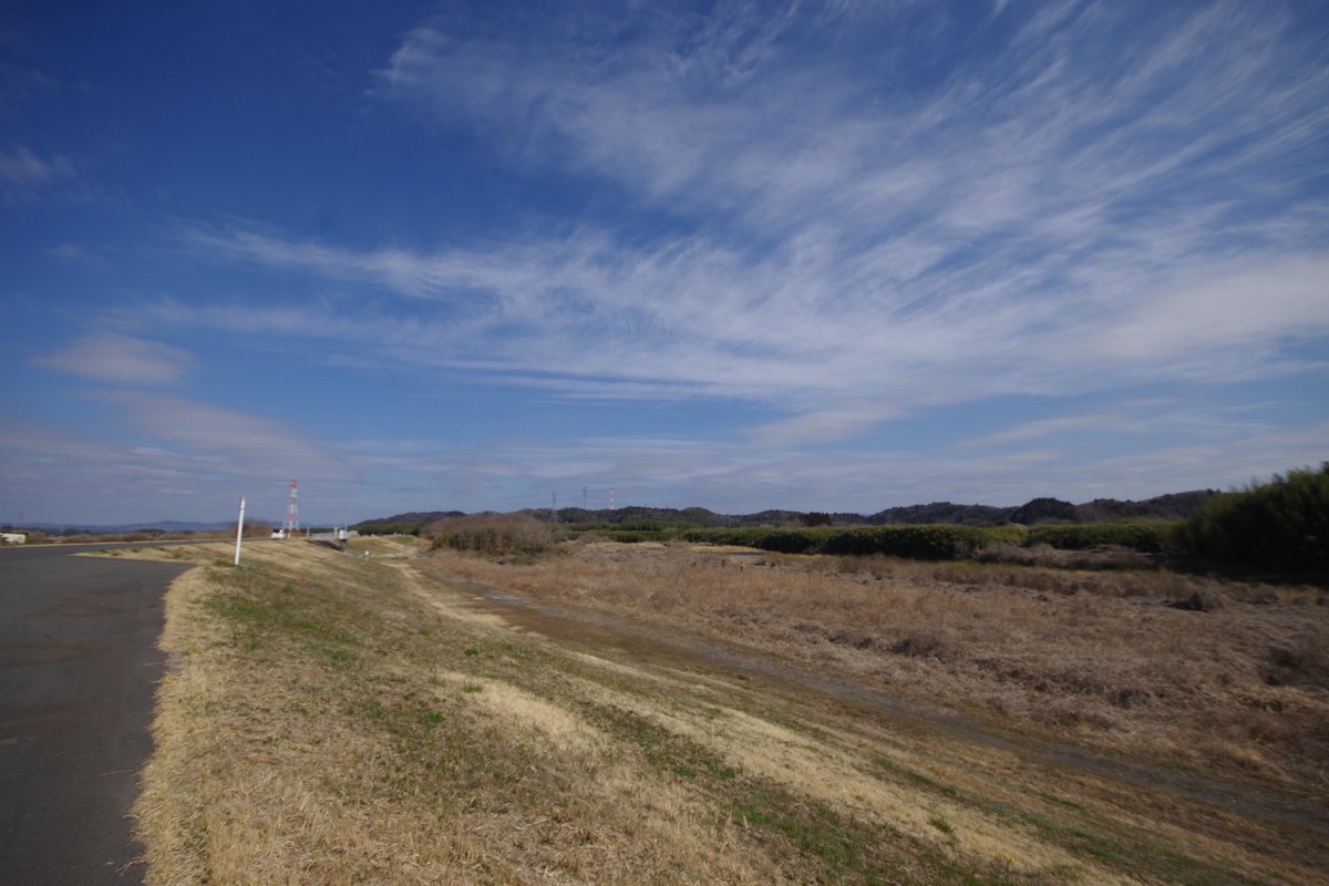crystaliron's tweet photo. 今日は、久慈川の河口から約21km付近、常陸大宮市根本付近を軽くウォーキングです。3月もこの頃になると暖かくなってきました。日当たりの良い堤防ではつくしんぼも出はじめました。野鳥はツグミです。
♭久慈川　♭常陸大宮市根本 https://t.co/gy3kT9jke6