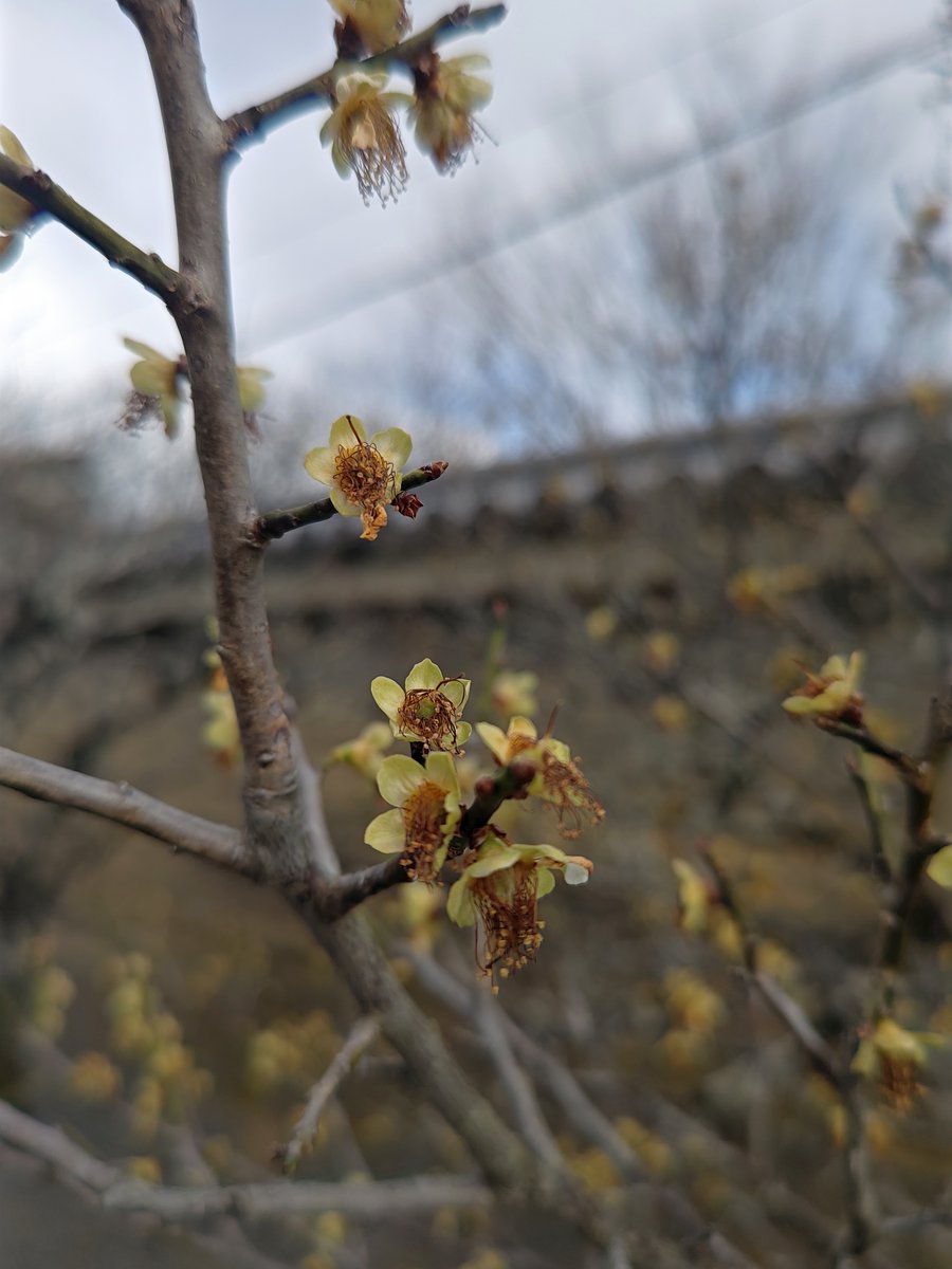 hitomihcx's tweet photo. Tenryu temple/天龍寺/2026.03.14
#Kyoto #京都 #arashiyama #嵐山
#TenryuTemple #天龍寺
#NearbyTemple #近所の寺
#WorldHeritage #世界遺産
#NearbyWorldHeritage #近所の世界遺産
#PlumBlossom #梅 https://t.co/tFeoY018sc