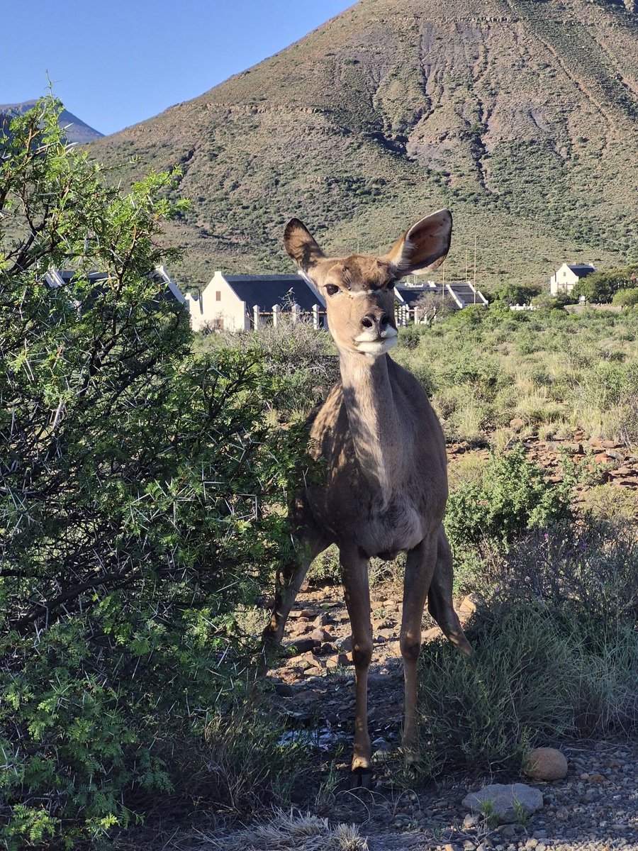 SANParks Karoo tweet media