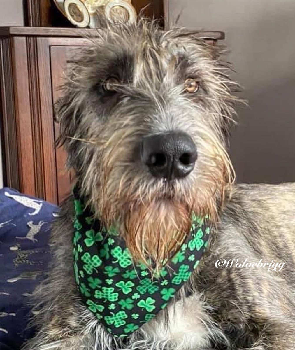 Wolvebrigg Irish Wolfhounds tweet media