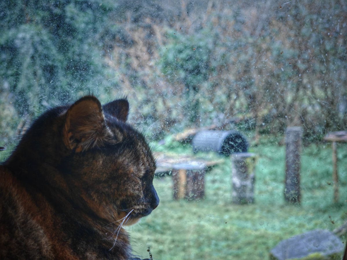 TribeOfMa's tweet image. Good Morning, #cats and significant others 🤞 🌄 🐾 🍗 ☕ 🌄 ❤️ 🐾 Have a good day ❤️ #straycats #TNR #adoptdontshop tribeofma.carrd.co ✌️ 🐾