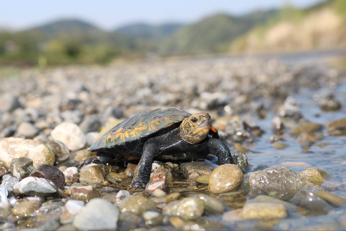 野生人 tweet media