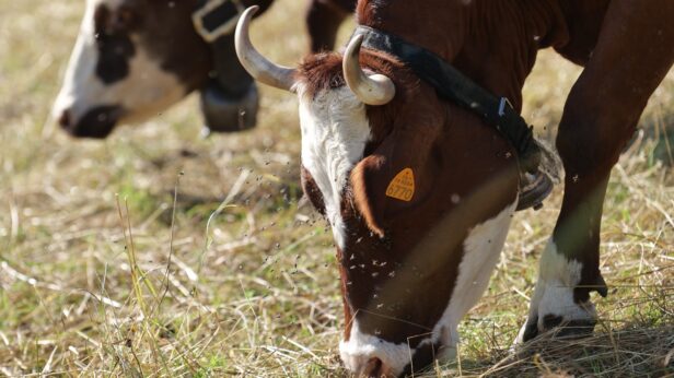 🐄 Un rapport lié au Pacte vert européen préconise une réduction drastique de l'élevage en France.
Il propose de modifier la consommation de viande de millions d'Européens.
Des pans entiers de l'agriculture française seraient directement impactés.
Cette stratégie européenne