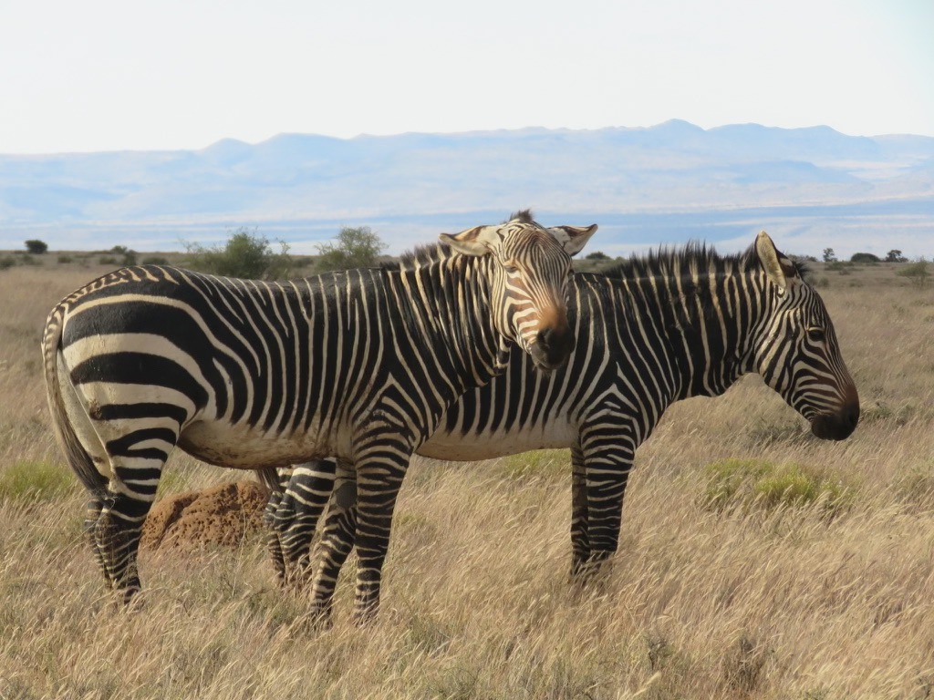 SANParks Mountain Zebra tweet media