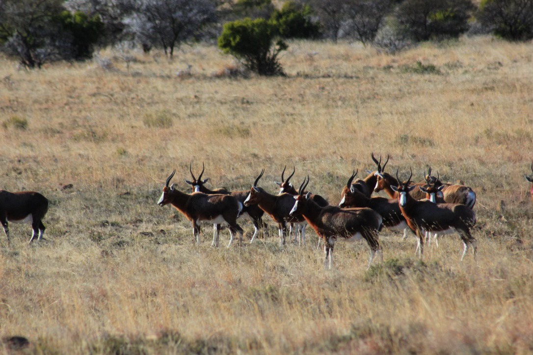 SANParks Mountain Zebra tweet media