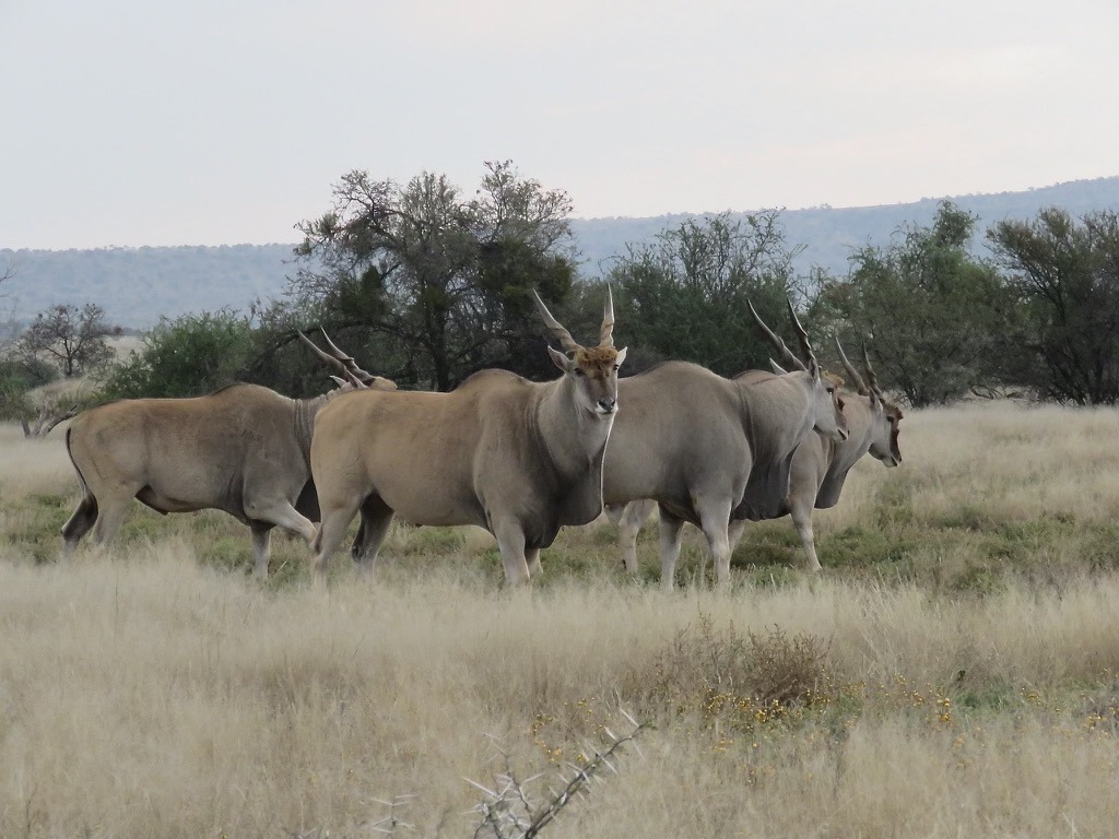 SANParks Mountain Zebra tweet media