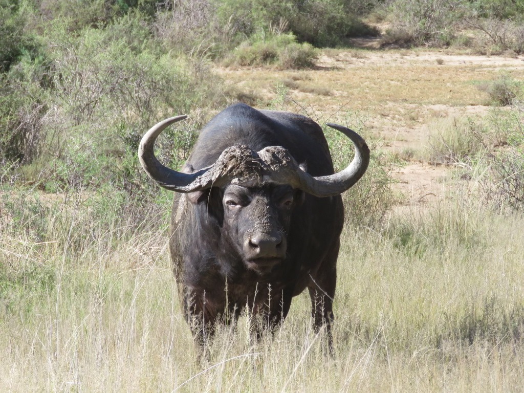 SANParks Mountain Zebra tweet media