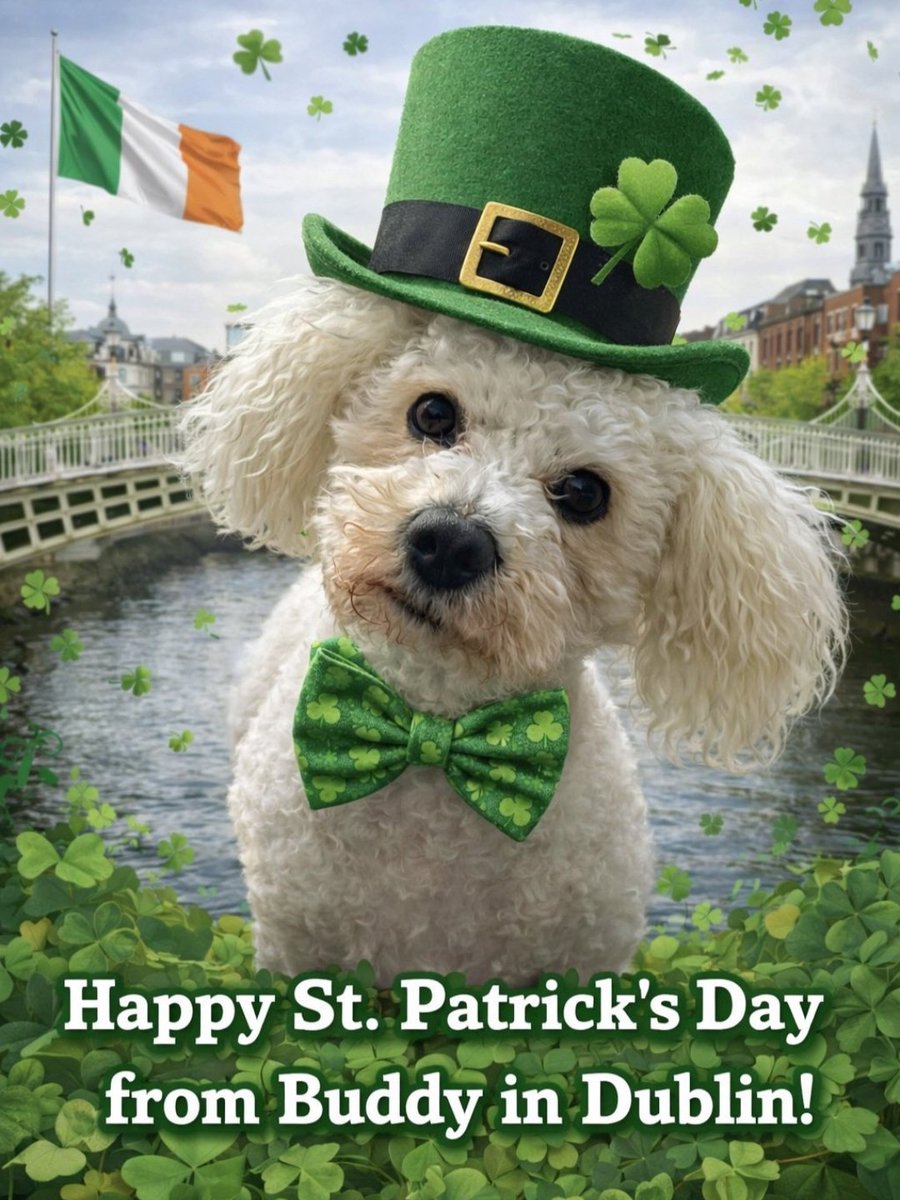 John Mcc 🙋➕️🐶 Buddy. 💚☘️ tweet media