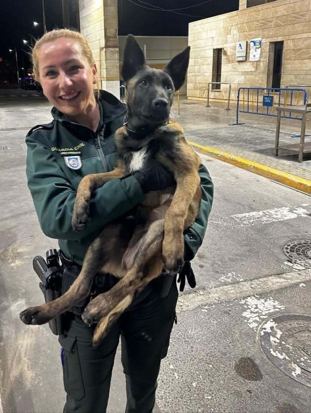 MqGuardiaCivil's tweet photo. No es sólo un animal, es un compañero 👮🦮
No es sólo el mejor amigo del hombre, arriesgaría su vida por ti si fuera necesario.
No somos solo guardias civiles y perros, somos equipo.
Lo importante es que vamos a cuidar de ti.
#Pafif
#ServicioCinológico
#k9 #lovedog #k9love https://t.co/H4koxmRe5S