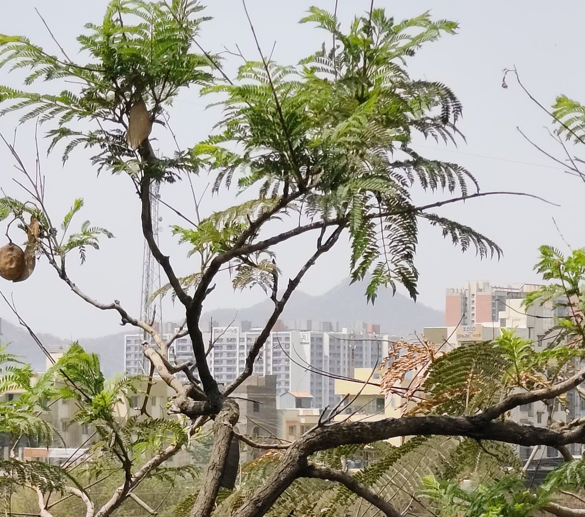 Vaishnavi tweet media