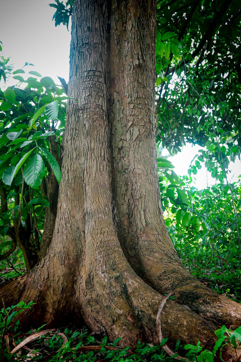 Solomon Anomet O'jay 256🇺🇬 tweet media