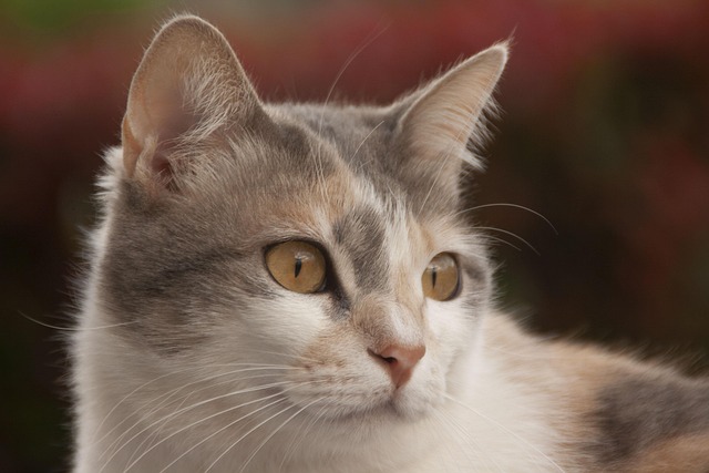 Michele Torres tweet media