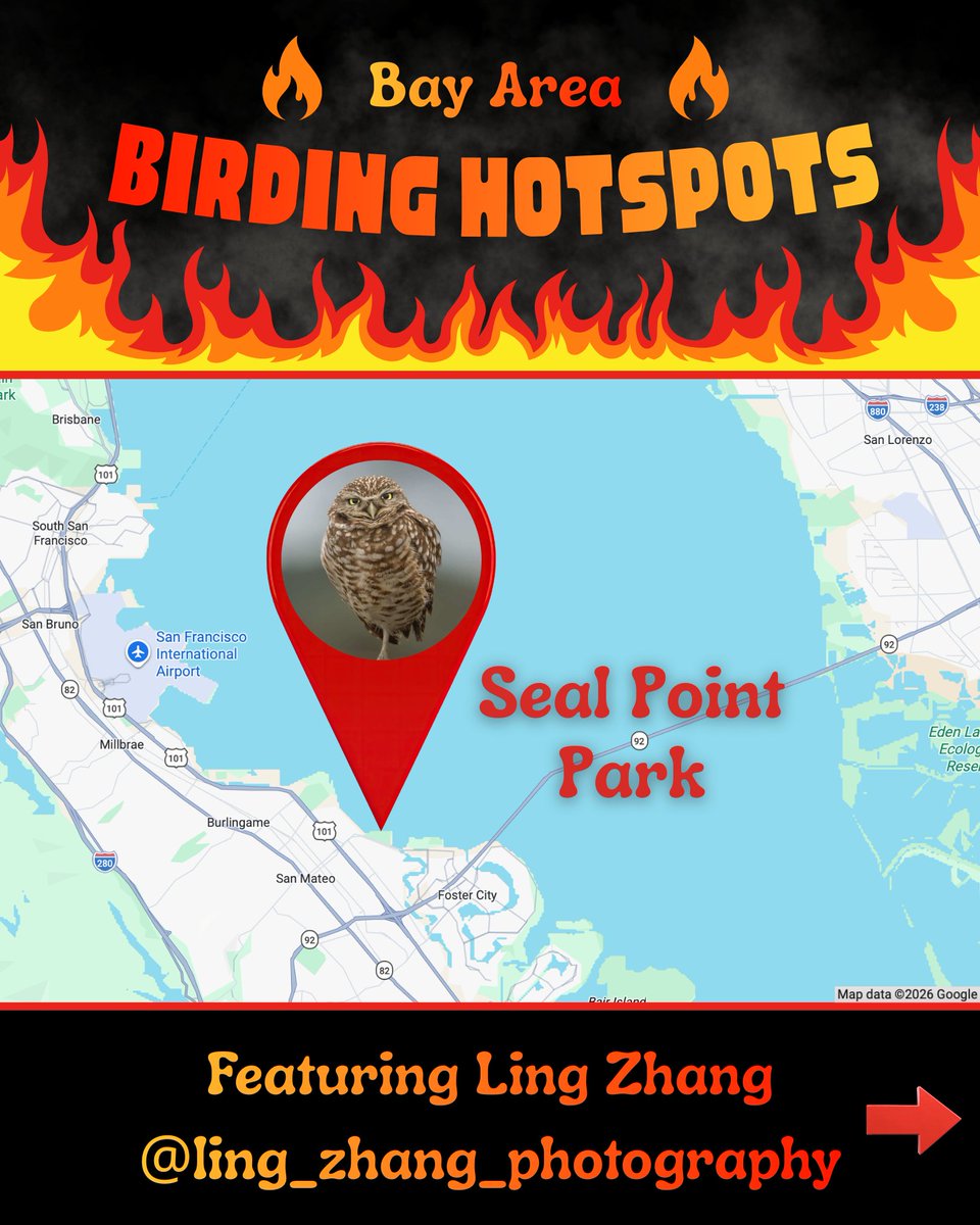 SF Bay Bird Observatory tweet media