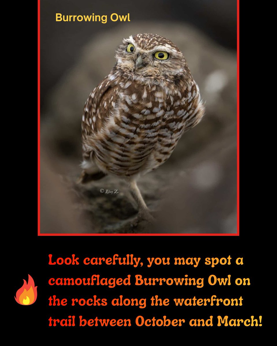 SF Bay Bird Observatory tweet media