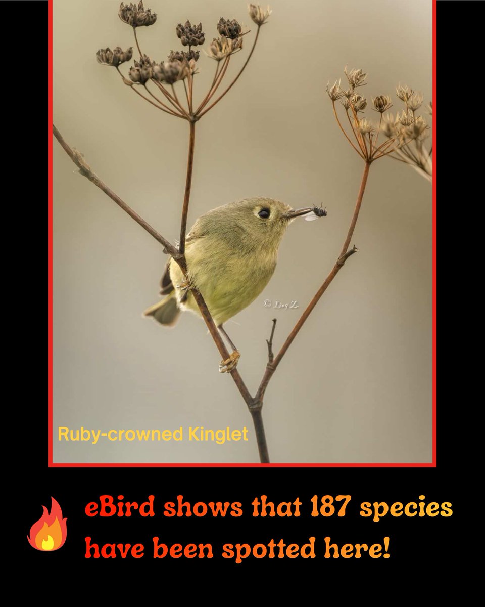 SF Bay Bird Observatory tweet media