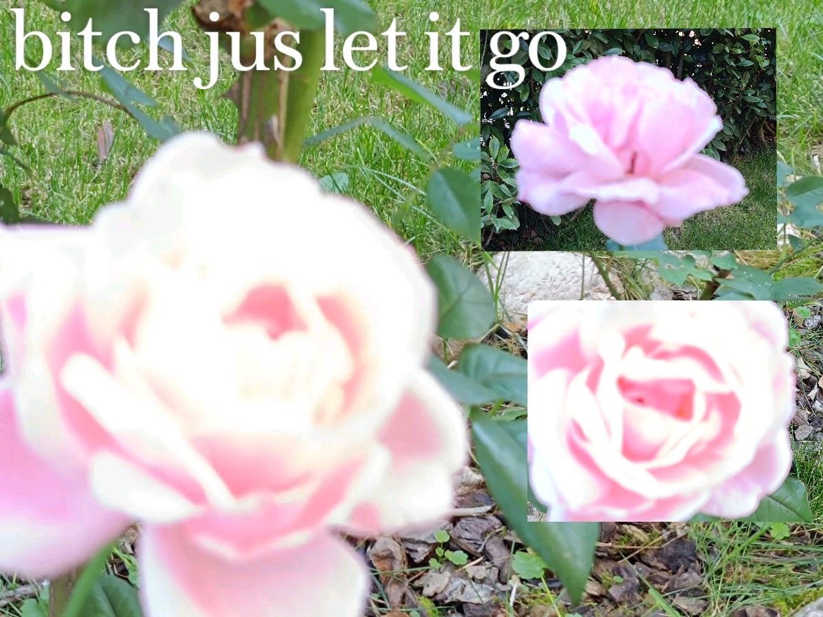 Star Slop tweet media