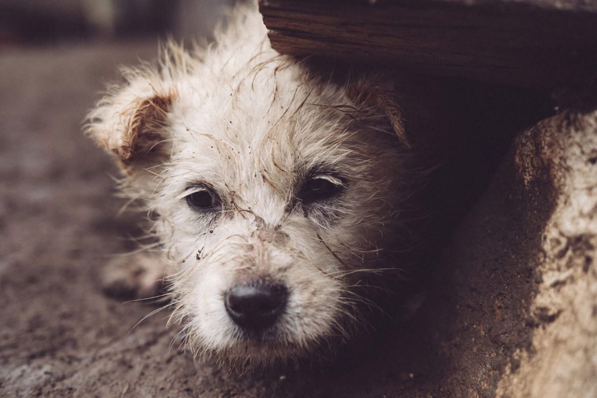 BALDEA_'s tweet photo. Nuestro equipo rescata tambien animales heridos cada día. Tu apoyo nos mantiene en movimiento https://t.co/ooJzHgxN3W
#Baldea #RescateAnimal #Ayuda #CompromisoAnimal
Unser Team rettet täglich auch verletzte Tiere. Deine Unterstützung hält uns am Laufen 
 https://t.co/ooJzHgxN3W https://t.co/QmclZAsQFa