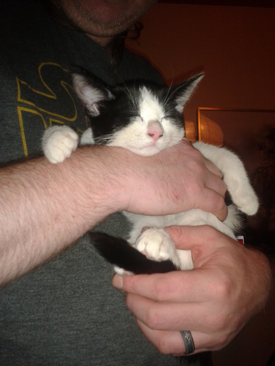 Mr Kìlτεd 🐱 tweet media