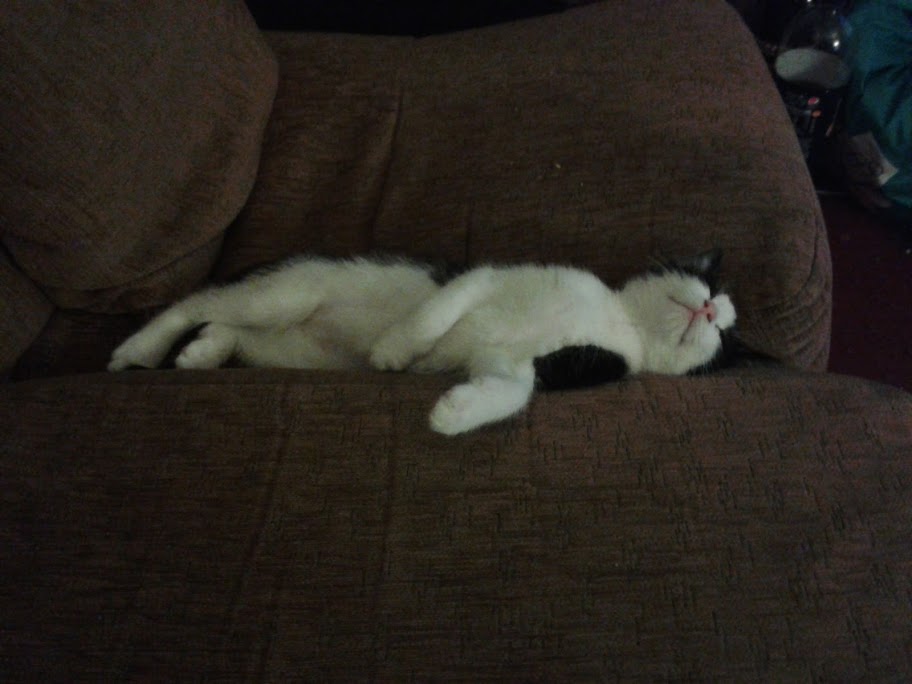 Mr Kìlτεd 🐱 tweet media