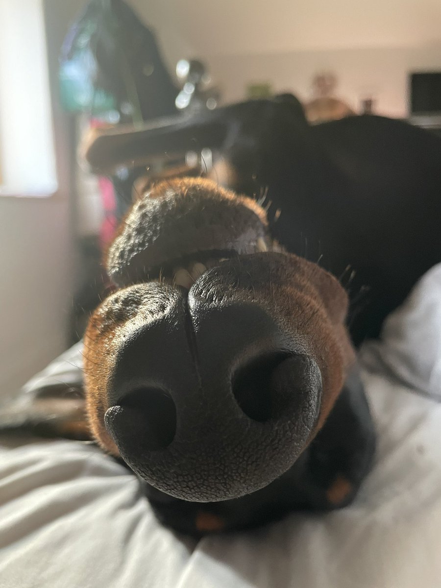 sheilaMol tweet media