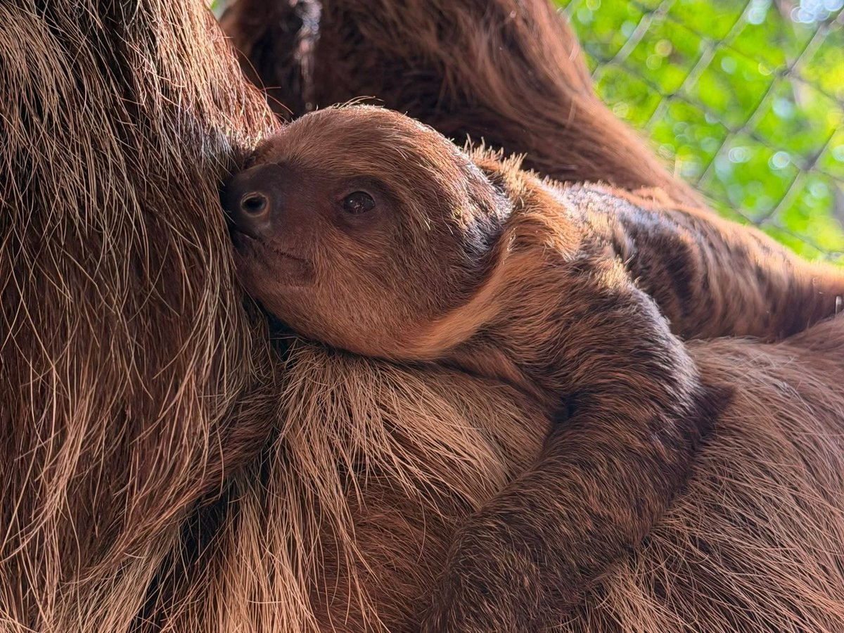 volatile tweet media