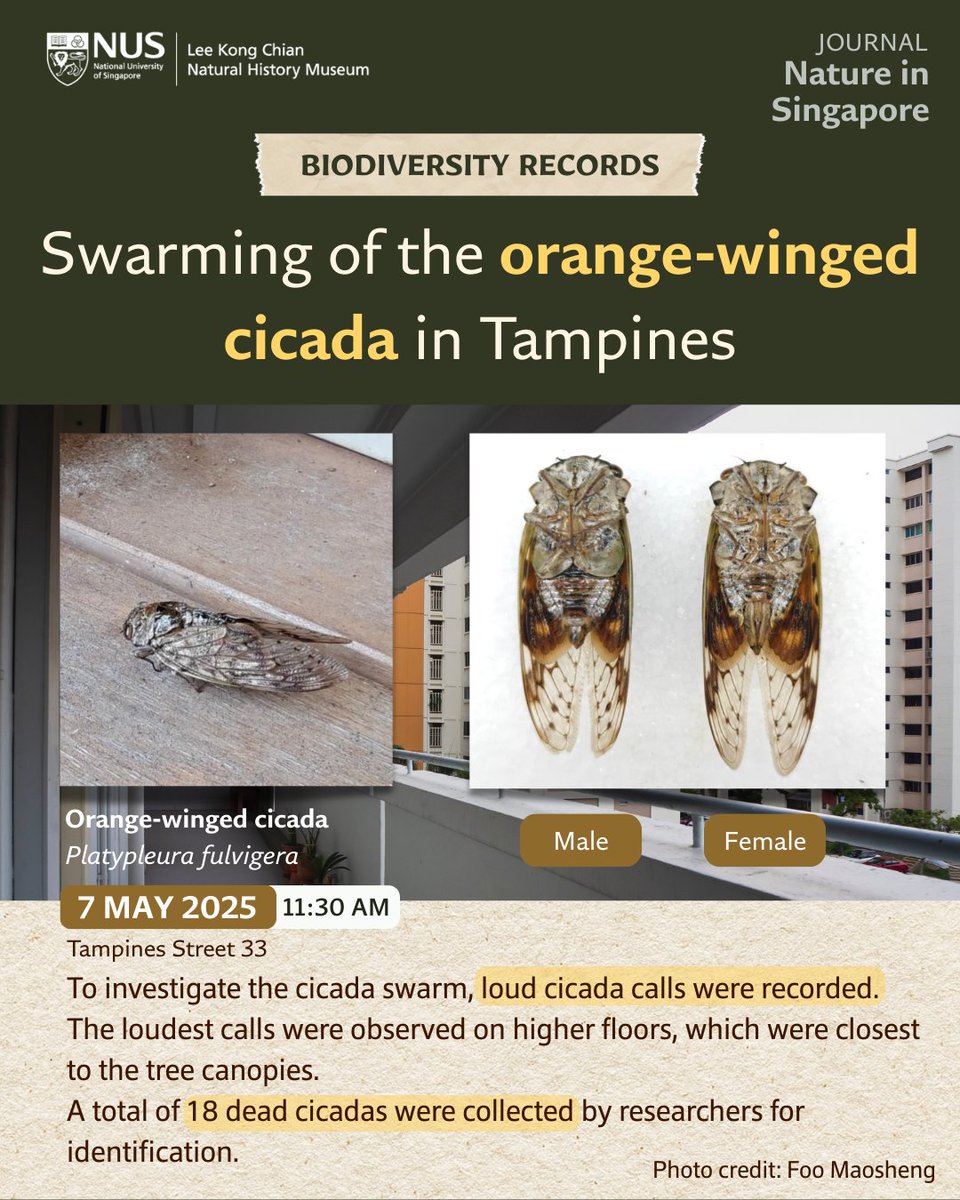 Lee Kong Chian Natural History Museum tweet media