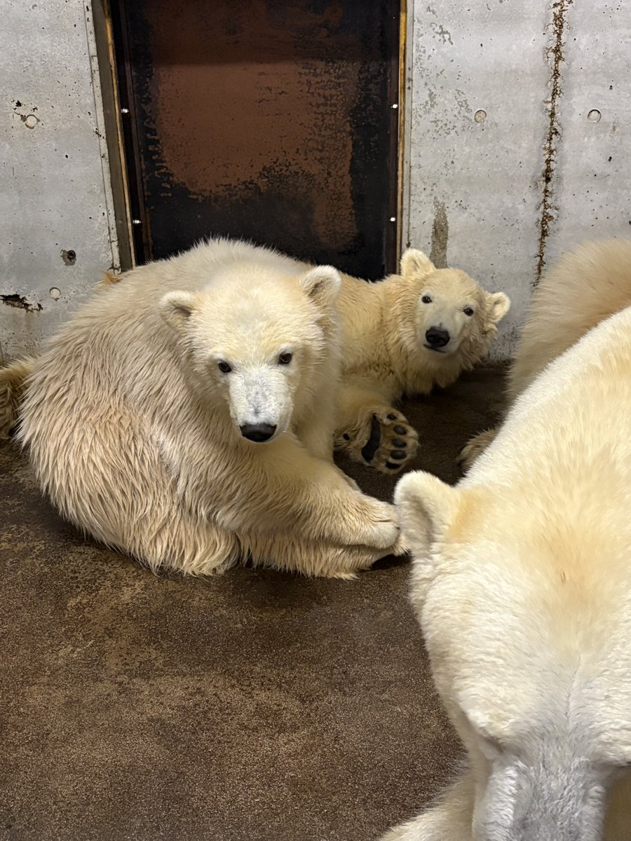 八木山動物公園フジサキの杜【公式】 tweet media