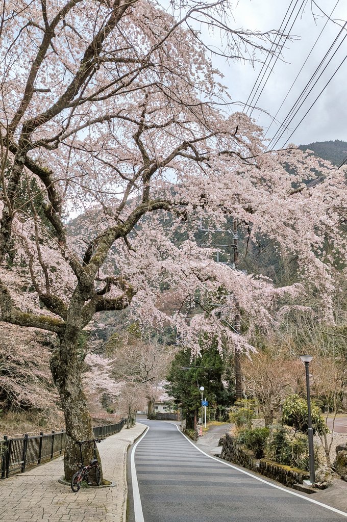dnfcycle7423's tweet photo. 🌸🌸🌸🚲️ https://t.co/mKH4PzPhsR