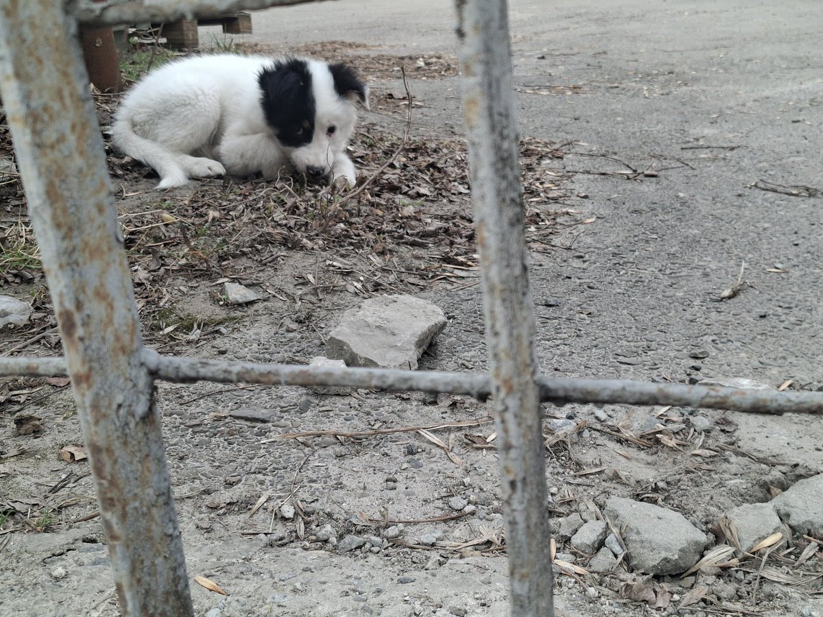 Та, що танцює з вітром tweet media