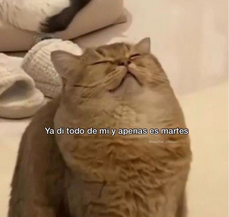 Buenos días chiquis ☀️

Espero que tengáis un buen y bonito martes 💖