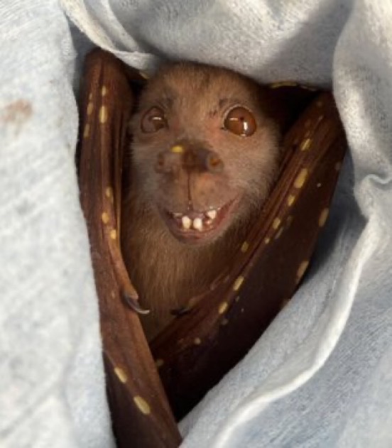 YabaLeftOnline tweet media