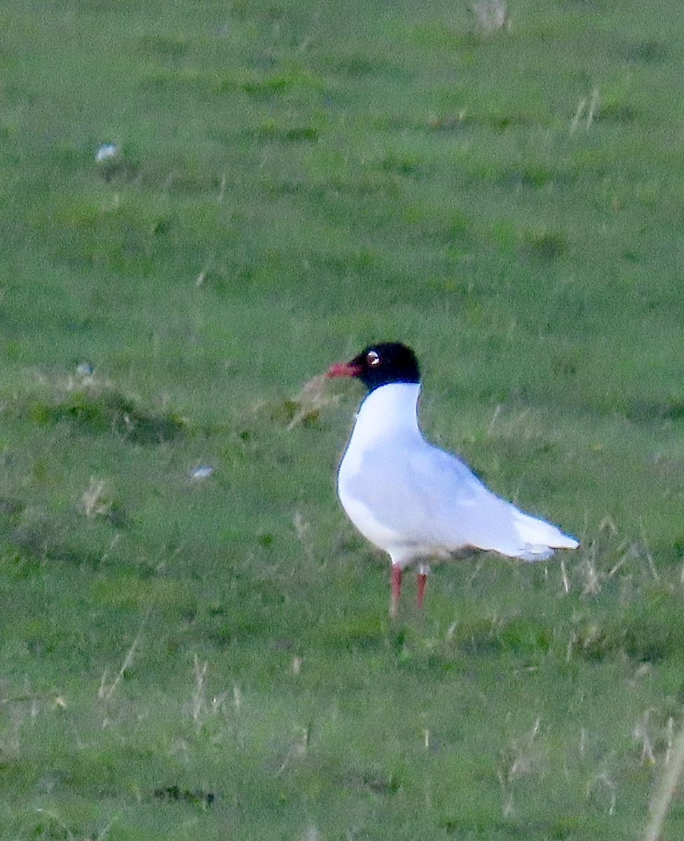 Mayfieldbirder's tweet image. A selection of the smaller gulls at #PettLevel at the weekend: Mediterranean (ringed), Common, Black-headed, (Herring and GBB  represented the large gulls).
