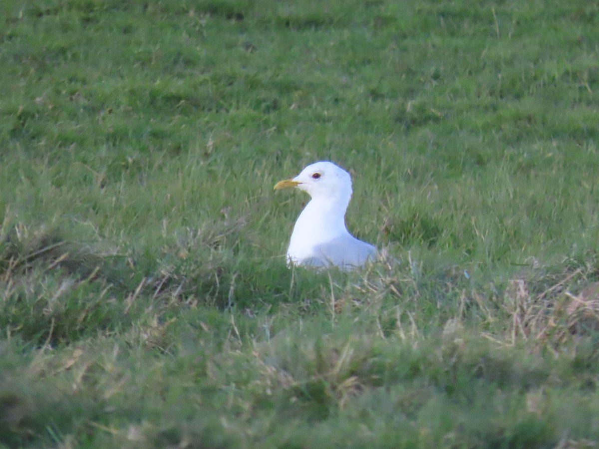 Mayfieldbirder's tweet image. A selection of the smaller gulls at #PettLevel at the weekend: Mediterranean (ringed), Common, Black-headed, (Herring and GBB  represented the large gulls).