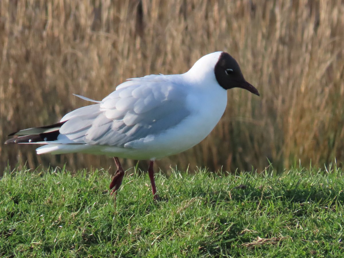 Mayfieldbirder's tweet image. A selection of the smaller gulls at #PettLevel at the weekend: Mediterranean (ringed), Common, Black-headed, (Herring and GBB  represented the large gulls).