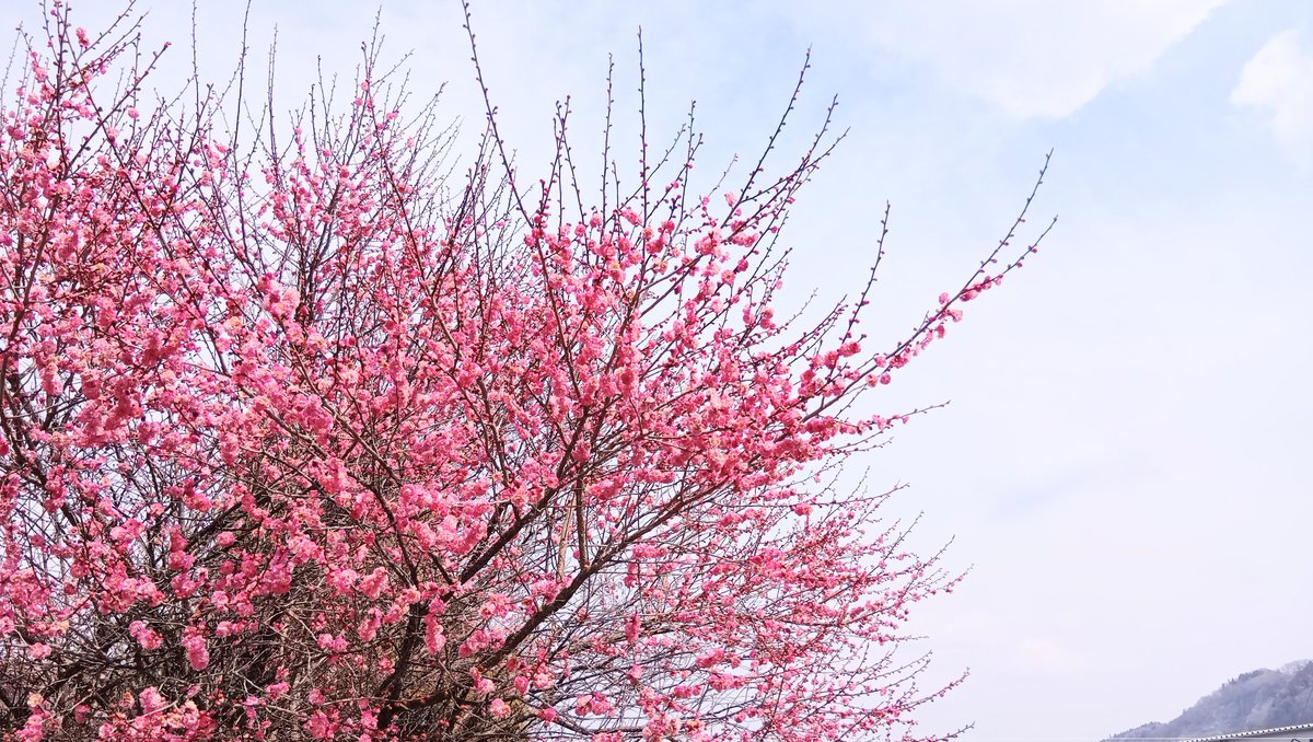 石と賢治のミュージアム(公式) tweet media