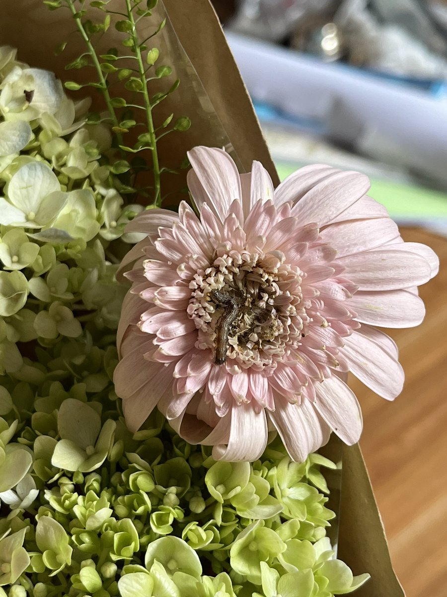 ăn lắm ỉa nhiều tweet media