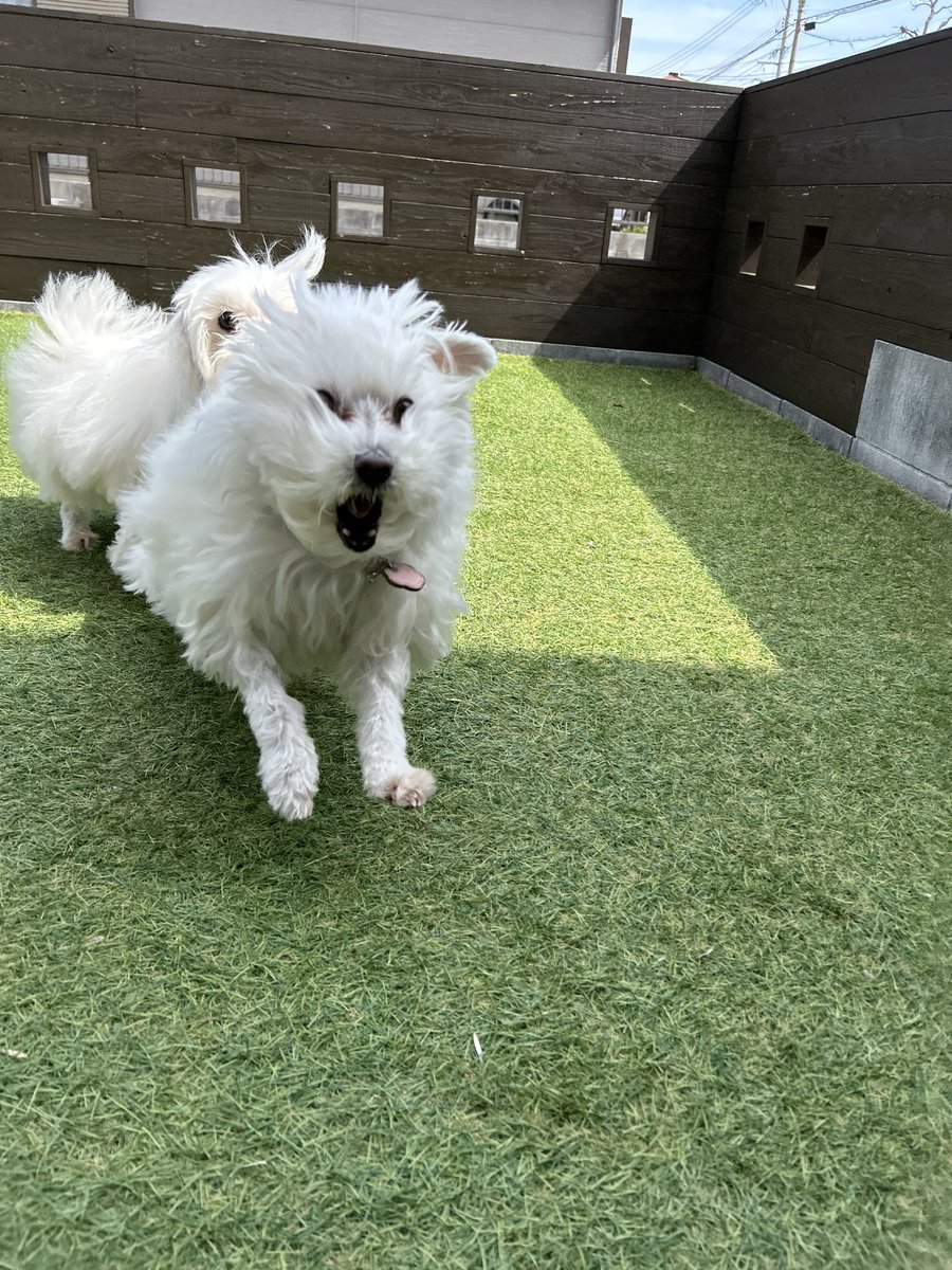 ハルくん tweet media