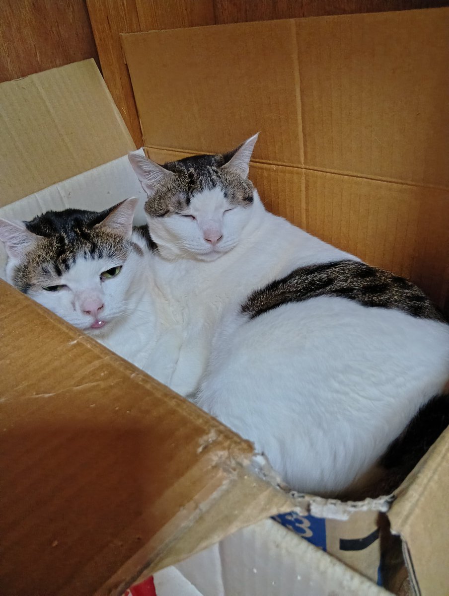 ちび選手 tweet media