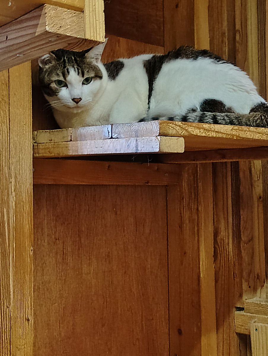 ちび選手 tweet media