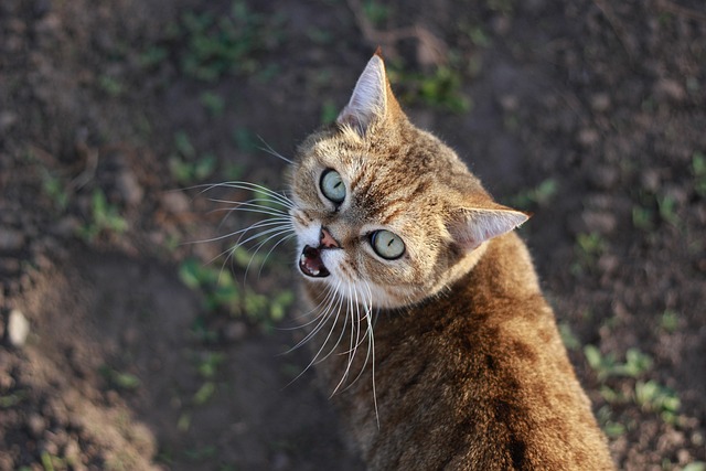 Cameron Rumambi tweet media