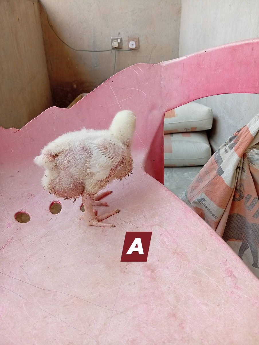 Tope A teacher & A Farmer I Will Never Give Up 💪) tweet media