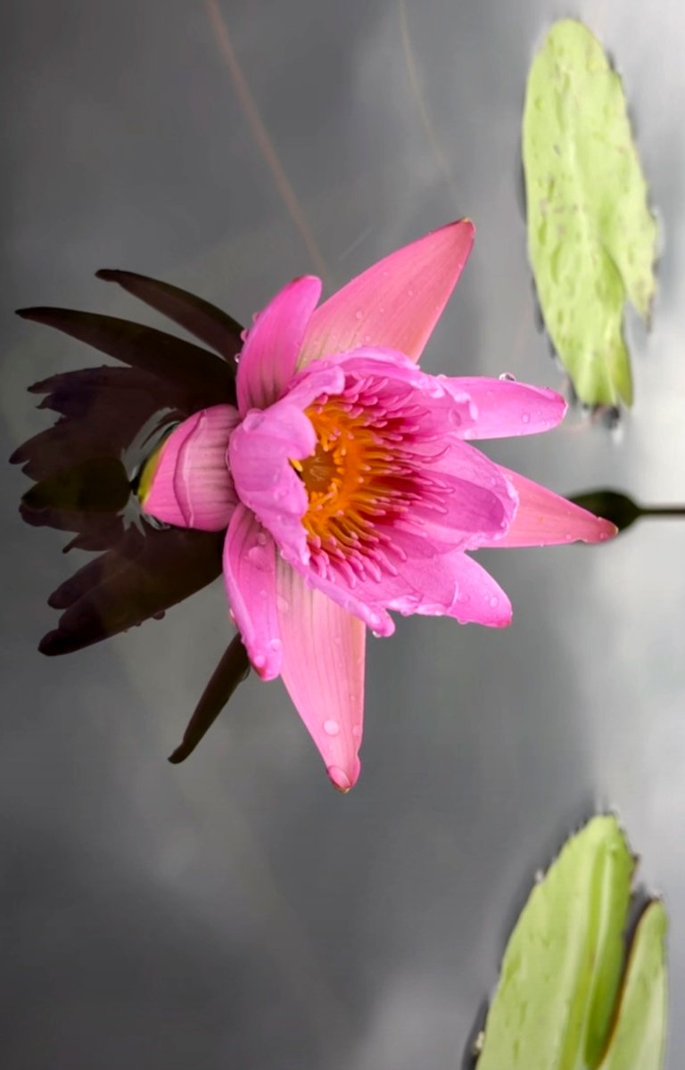 Lazreg Aziz tweet media