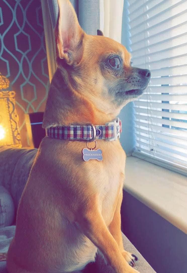 Missing Pets GB tweet media