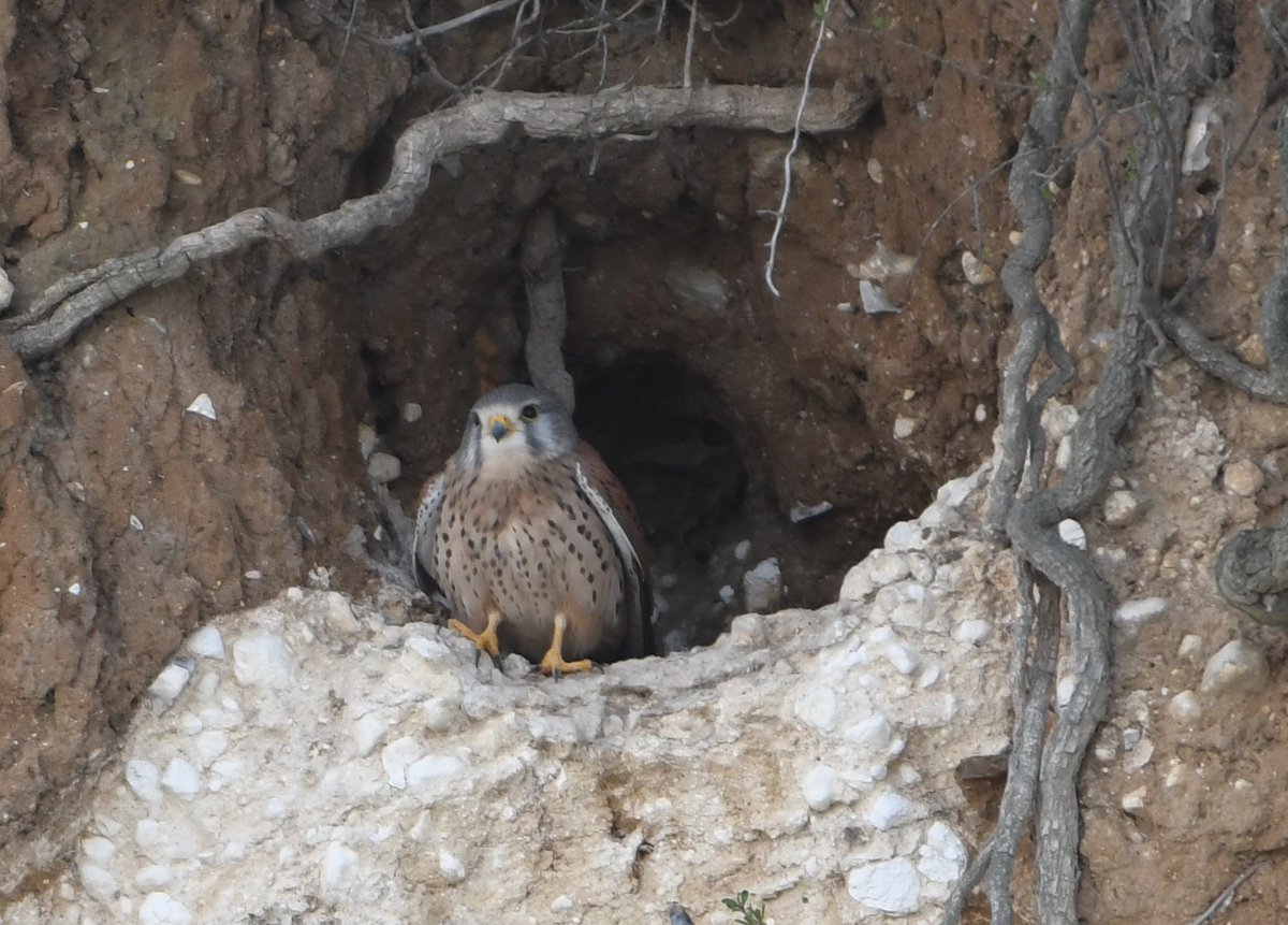 David Morrison tweet media