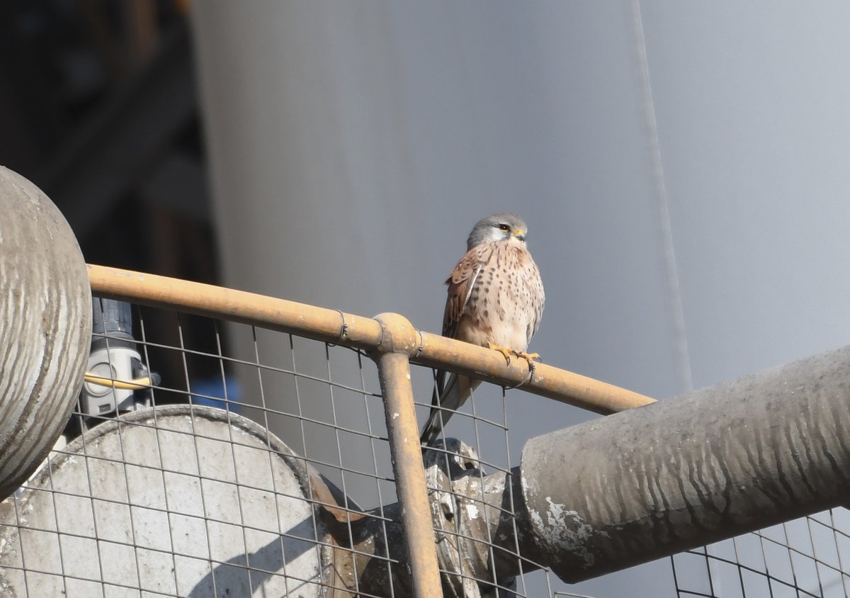 David Morrison tweet media