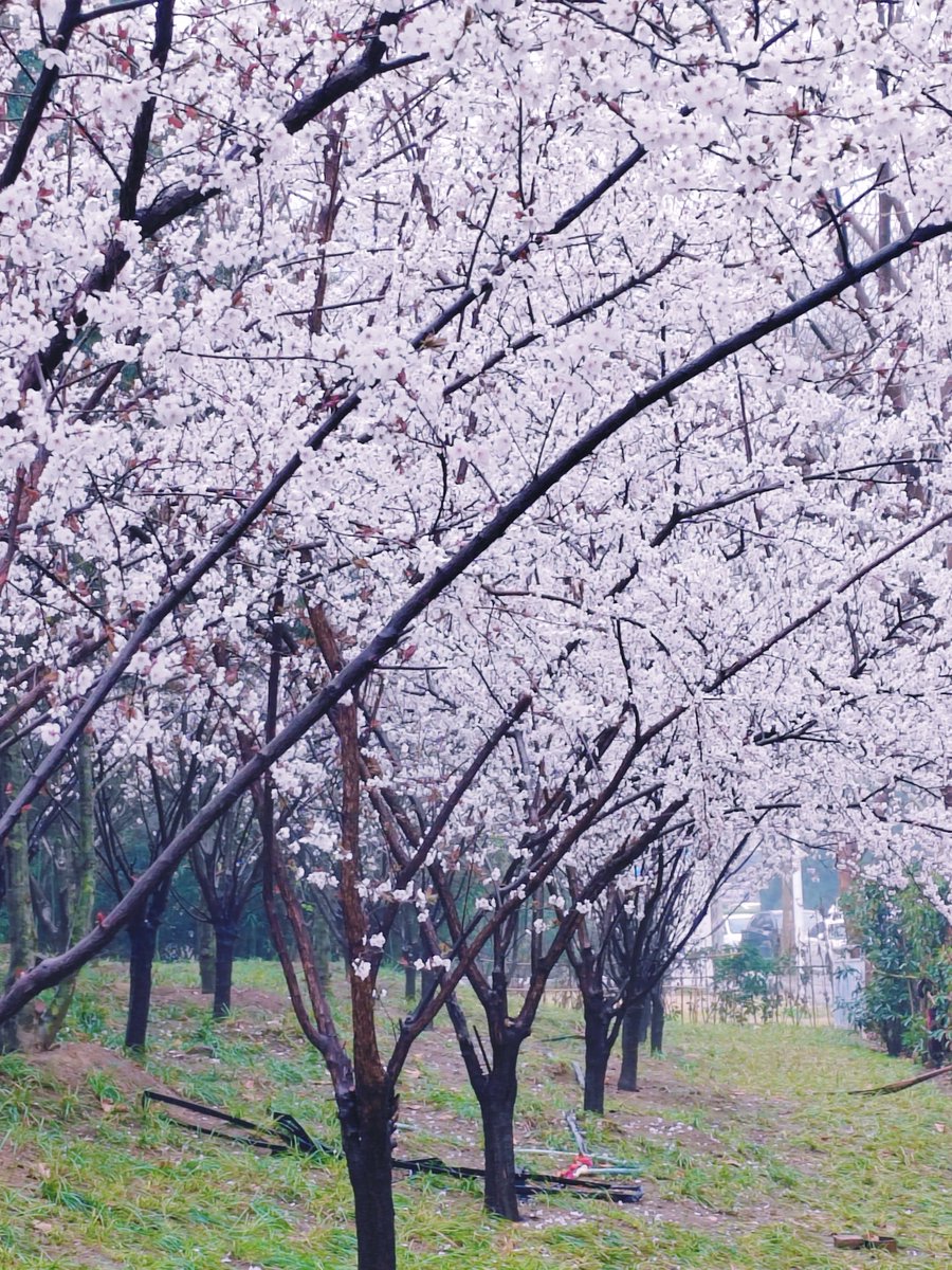 听见花开的声音